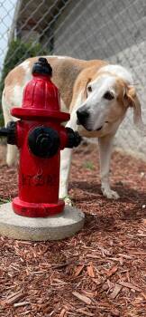 Freddy -  Coonhound Dog for Adoption in Owensboro, Kentucky - Freddy | PetCurious