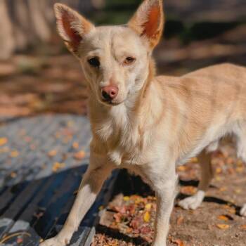 Rescue Chihuahua Dogs for Adoption in Mountain Center, California - Lyney | PetCurious
