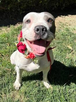 Pit Bull Terrier and American Staffordshire Terrier Dogs Available for Adoption in Redlands, California - Cranberry | PetCurious