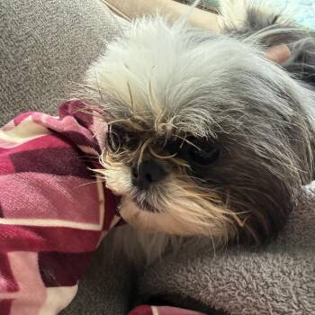 Everyday Hero -  Pekingese and Mixed Breed Dog for Adoption in Fredericksburg, Virginia - Everyday Hero | PetCurious