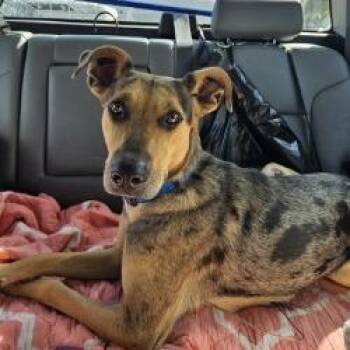 Taylor -  Catahoula Leopard Dog Dog for Adoption in Lake Jackson, Texas - Taylor | PetCurious
