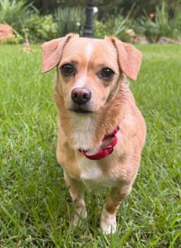 Chief Charlie -  Chihuahua Dog for Adoption in Pelzer, South Carolina - Chief Charlie | PetCurious