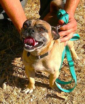 Rescue Pug and Chihuahua Dogs for Adoption in Olympia, Washington - Levi | PetCurious