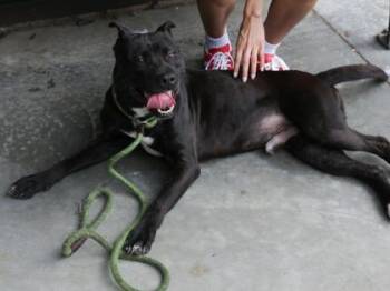 Mixed Breed Dogs Available for Adoption in Chamblee, Georgia - Magnifico | PetCurious