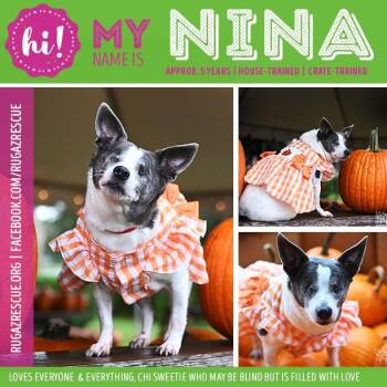 Nina -  Chihuahua Dog for Adoption in NEW PT RICHEY, Florida - Nina | PetCurious