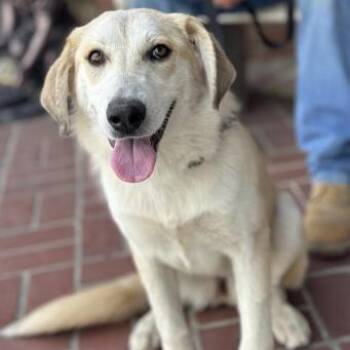 Sunflower -  Anatolian Shepherd and Mixed Breed Dog for Adoption in Reno, Nevada - Sunflower | PetCurious