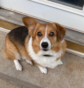 Corgi Dogs Available for Adoption - Blue & Corky | PetCurious