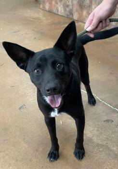 Rescue Australian Kelpie Dogs for Adoption in Heber Springs, Arkansas - Louie | PetCurious