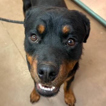 Rottweiler Dogs Available for Adoption in Flagstaff, Arizona - Diesel | PetCurious
