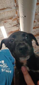 Bobby -  Mixed Breed Dog for Adoption in Largo, Florida - Bobby | PetCurious