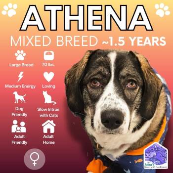 Mixed Breed and Anatolian Shepherd Dogs Available for Adoption in Aurora, Ontario - Athena | PetCurious