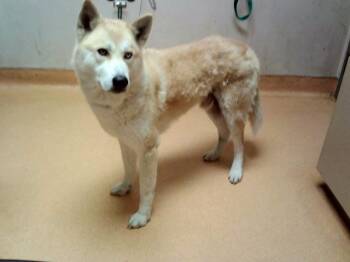 Siberian Husky and Mixed Breed Dogs Available for Adoption in Martinez, California - GAMECUBE | PetCurious