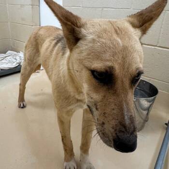 Mixed Breed Dogs Available for Adoption in Winston-salem, North Carolina - So-So | PetCurious