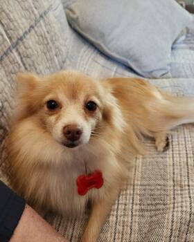 Sally -  Pomeranian Dog for Adoption in Decorah, Iowa - Sally | PetCurious