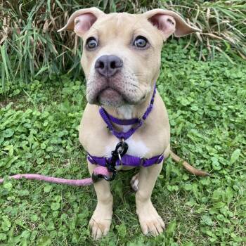 Rosa -  Mixed Breed Dog for Adoption in Oshkosh, Wisconsin - Rosa | PetCurious