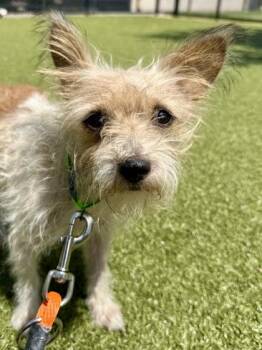 Patches -  Mixed Breed Dog for Adoption in Wichita, Kansas - Patches | PetCurious