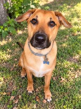 Bo -  Labrador Retriever and Black Mouth Cur Dog for Adoption in Lucas, Texas - Bo | PetCurious