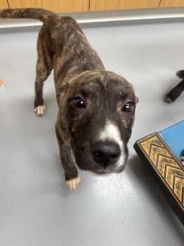 Javier (Castle x5) -  Shepherd Dog for Adoption in Hartsville, South Carolina - Javier (Castle X5) | PetCurious