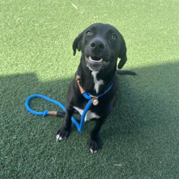 Leo -  Coonhound Dog for Adoption in Canton, Illinois - Leo | PetCurious