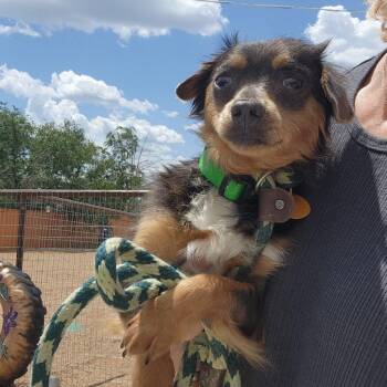 Alvin -  Chihuahua and Mixed Breed Dog for Adoption in Prescott, Arizona - Alvin | PetCurious