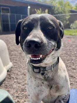 Chico -  Australian Cattle Dog Blue Heeler Dog Available for Adoption in Webster, Wisconsin - Chico | PetCurious