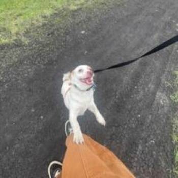 Cardigan Welsh Corgi and Chihuahua Dogs Available for Adoption in Fargo, North Dakota - Butter Biscuit--In Foster***ADOPTION PENDING*** | PetCurious