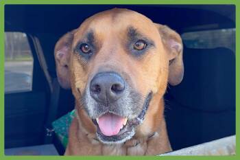 Rescue Labrador Retriever and German Shepherd Dog Dogs for Adoption in Amherst, Massachusetts - Jackson | PetCurious