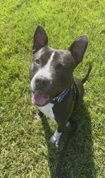 Jarvis -  Terrier Dog for Adoption in North Syracuse, New York - Jarvis | PetCurious