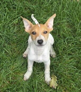 Rainy* -  Australian Cattle Dog Blue Heeler Dog for Adoption in Brooklyn Center, Minnesota - Rainy* | PetCurious
