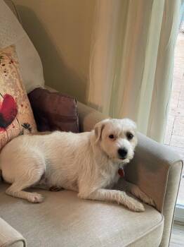 Thea -  Jack Russell Terrier and Chihuahua Dog for Adoption in Odessa, Florida - Thea | PetCurious