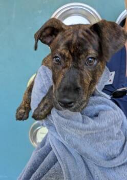 Terrier and Mixed Breed Dogs Available for Adoption in Honolulu, Hawaii - Cheeto | PetCurious