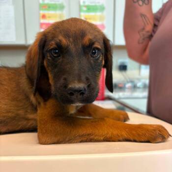 Larkspur -  Mixed Breed Dog for Adoption in Huntington, West Virginia - Larkspur | PetCurious