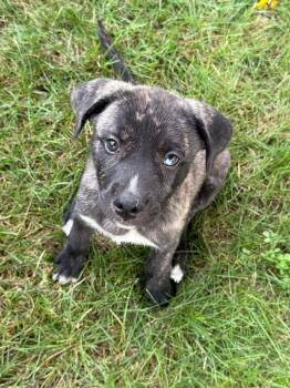Hank -  Pit Bull Terrier Dog for Adoption in Lewis Center, Ohio - Hank | PetCurious