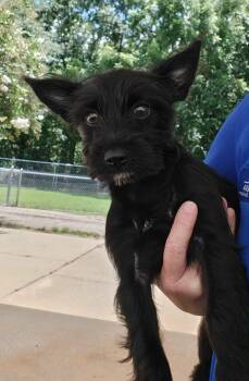Jetta * -  Schnauzer Dog for Adoption in West Palm Beach, Florida - Jetta * | PetCurious