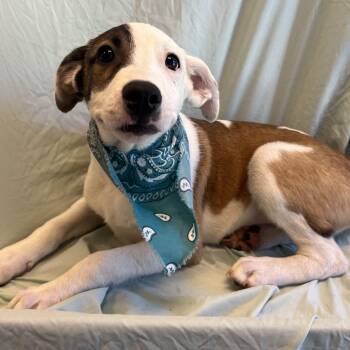 Hamilton -  Mixed Breed Dog for Adoption in Canal Winchester, Ohio - Hamilton | PetCurious
