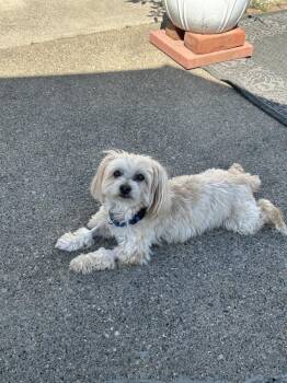 Chuck -  Poodle and Mixed Breed Dog for Adoption in Jefferson Hills, Pennsylvania - Chuck | PetCurious