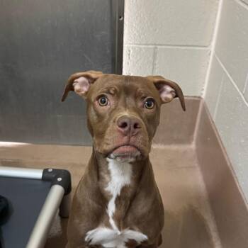 Miss -  American Staffordshire Terrier and Mixed Breed Dog for Adoption in Reno, Nevada - Miss | PetCurious