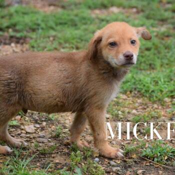 Mickey 060302A -  Feist and Mixed Breed Dog for Adoption in Amory, Mississippi - Mickey 060302A | PetCurious