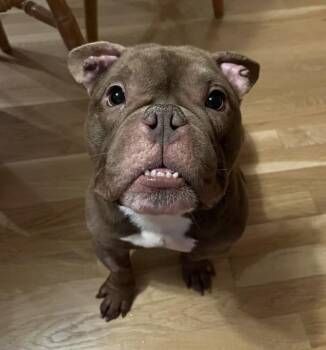 American Bulldog Dogs Available for Adoption - Slug | PetCurious