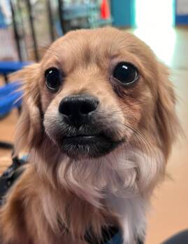 Spike -  Chihuahua and Shih Tzu Dog for Adoption in Norwalk, Connecticut - Spike | PetCurious