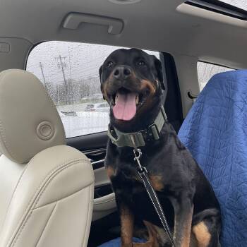 Rottweiler Dogs Available for Adoption in Saratoga Springs, New York - Maza | PetCurious