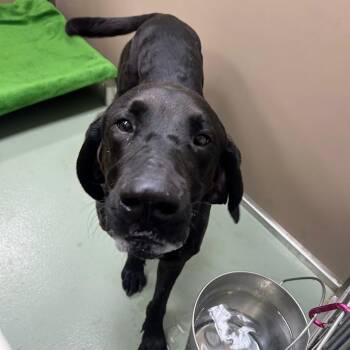 Noro -  Black Labrador Retriever Dog for Adoption in Lyndhurst, Virginia - Noro | PetCurious