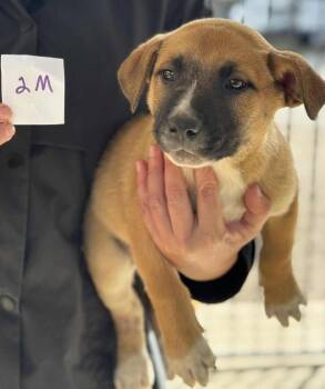 Rescue Black Mouth Cur and Mountain Cur Dogs for Adoption - Hidley | PetCurious