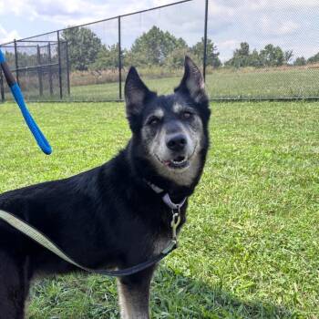 Mabel -  Husky Dog for Adoption in York, Pennsylvania - Mabel | PetCurious