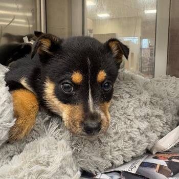 Shepherd and Terrier Dogs Available for Adoption - Ziti | PetCurious