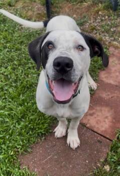 Dr Bob -  English Pointer and Labrador Retriever Dog for Adoption in Lake Wylie, South Carolina - Dr Bob | PetCurious