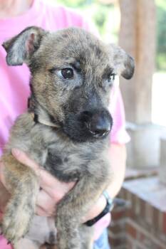 Jace 44379 -  Terrier Dog for Adoption in Prattville, Alabama - Jace 44379 | PetCurious