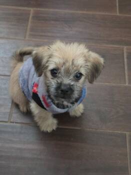 Yorkshire Terrier and Chihuahua Dogs Available for Adoption - Dottie | PetCurious