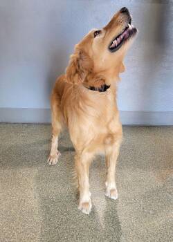 Golden Retriever Dogs Available for Adoption - Chucky | PetCurious
