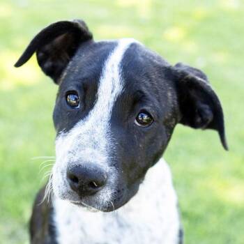 Australian Cattle Dog Blue Heeler and Pit Bull Terrier Dogs Available for Adoption in Dublin, California - Finnley | PetCurious